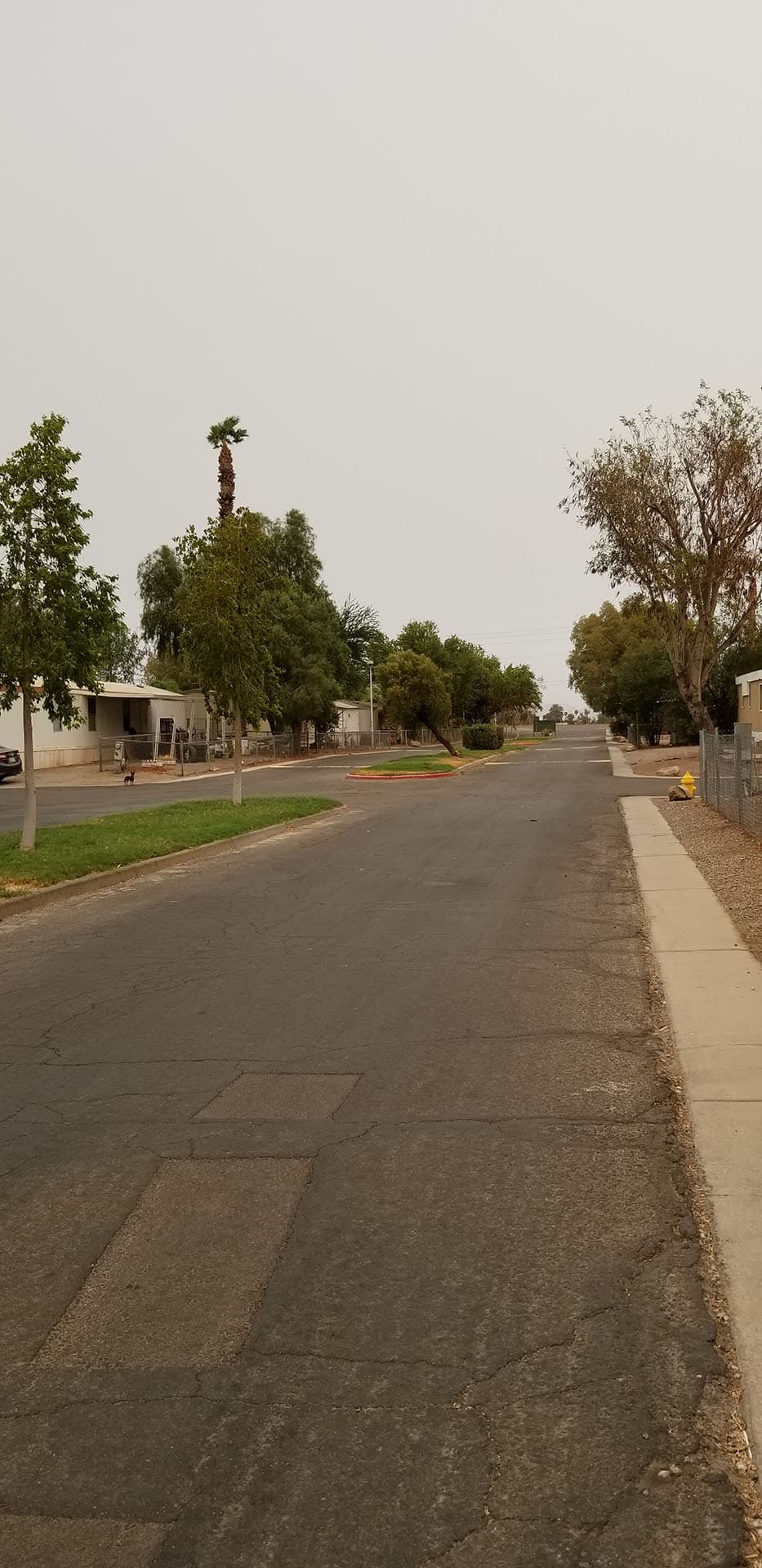 A quiet paved street lined with homes and mature trees at Sierra Pacific in Yuma